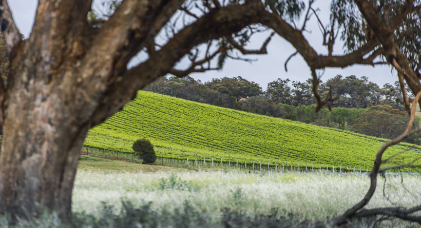 Mount Majura Vineyard 